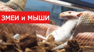 Snakes eat mice. Live feeding. Змеи убивают мышей.
