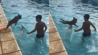Французский бульдог ныряет