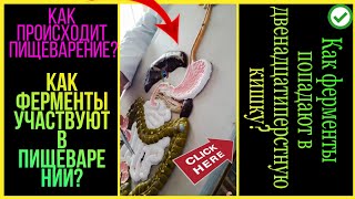 ?#Анатомия. Общая пищеварительная система. Тонкая кишка И Внутренние органы.