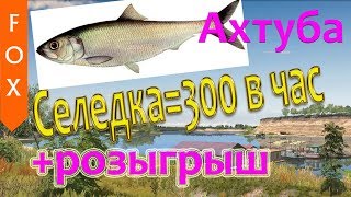 Где фармить в рр4 300 монет в час. Ахтуба, Русская рыбалка 4