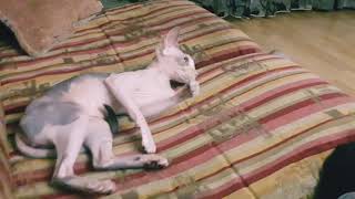 Cat behavior after mating. Поведение кошки после спаривания. Канадский сфинкс.