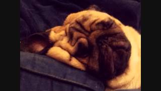 Είμαι το pug-I am the pug