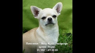 ЩЕНКИ ЧИХУАХУА ИЗ ПИТОМНИКА " МАРИ МИСТИК "
