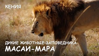 Мир Приключений - Жизнь животных заповедника Масай Мара. Лучший отдых в Кении. Masai Mara. Kenia.