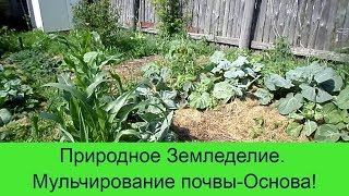 Мульчирование это основа!ПриРодное Земледелие.