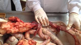 Penis of the ruminant and dog
