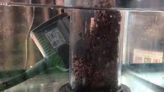 All-In-One BioPellets - 8 Months - ReefKeeping Video Podcast by AmericanReef