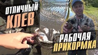 Рыбалка на ельца / Прикормка своими руками / Утренний клев