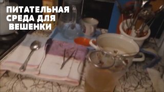 КАК ПРИГОТОВИТЬ ПИТАТЕЛЬНУЮ СРЕДУ ДЛЯ МИЦЕЛИЯ ВЕШЕНКИ