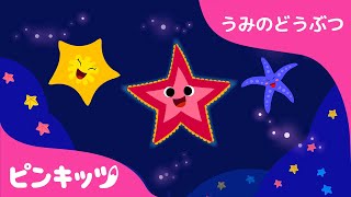 ヒトデ | うみのどうぶつ | どうぶつのうた | 知育動画 | キッズ動画 | ピンキッツ童謡