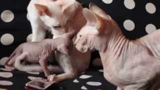 Sphynx cat Классная семья сфинксов