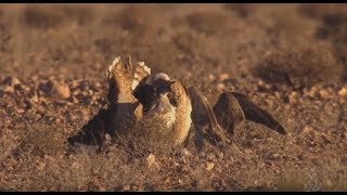 ОЧЕНЬ КРУТОЕ ВИДЕО!!! Охота с СОКОЛОМ БАЛОБАН (лат. Falco cherrug) hunting with a falcon