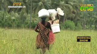 തൃശൂരില്‍ വിരിപ്പു നെല്‍കൃഷി ചെയ്ത കര്‍ഷകര്‍ ദുരിതത്തില്‍