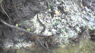 Snakes and Shark Tooth Hunting