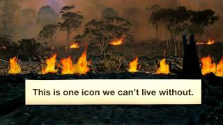 Dilma: save the Amazon, veto the new Forest Code