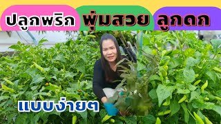 ปลูกพริกในกระถาง || เด็ดยอดพริก : แตกพุ่มสวย ต้นแข็งแรง, grow vegetable at home. ep. 47