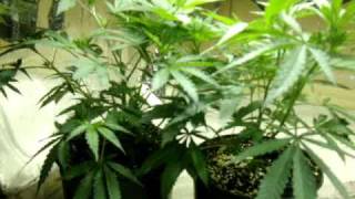 Big Bang + Black Magic Kush + White Russian + OG Kush