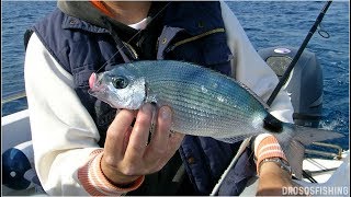 Saddled Seabream Fishing - Μελανούρια με Ελαφριά Συρτή - Μέρος 1ο