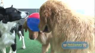 PetBall - Brinquedo Interativo para Cães