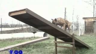 О породе собак - Боксер