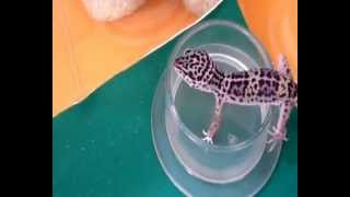 Il mio geco leopardino Oscar