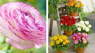 How to Plant Ranunculus: Summer Garden Guide