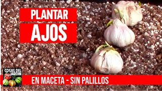 Como plantar ajo en maceta - Tan facil que me da verguenza @cosasdeljardin