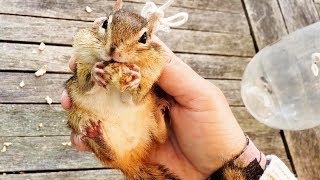 야생 다람쥐를 구별하는 나만의 방법 How To Tell The Difference Between Wild Chipmunks