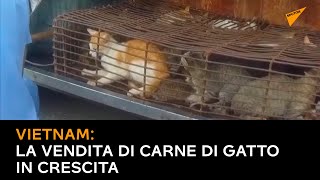 Vietnam, la vendita di carne di gatto in crescita