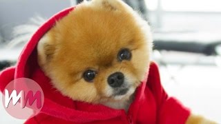 Top 10 Dog Breeds That Have The CUTEST Puppies