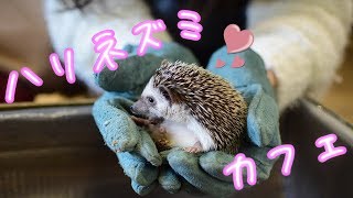 ハリネズミカフェ行ったら一人でニヤニヤが止まらなかった件【可愛すぎ / 究極の癒し】