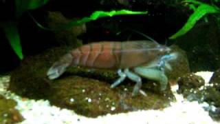 Atya Gabonensis (Riesen Fächergarnele)