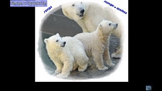 Мама Герда и медвежата Норди и Шайна