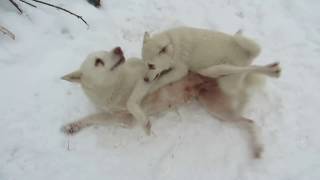 Злата отмечает днюху с лайками