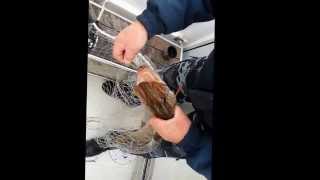 Ловля щуки на Волге троллингом.   Fishing for pike on the Volga (Russia) trolling.