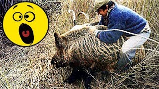 17 видео Охота на Кабана 2019. Подборка точных и не удачных выстрелов, атак и нападений кабана