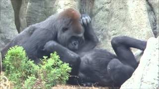 上野動物園コモモとナナのじゃれ合い♪（Gorilla of UenoZoo）