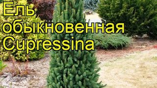 Ель обыкновенная Купрессина. Краткий обзор, описание характеристик picea abies Cupressina