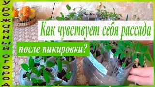 РАССАДА ПОСЛЕ ПИКИРОВКИ!!!РЕЗУЛЬТАТ НА 10-14 ДЕНЬ!!!