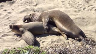 Elephant Seals having sex on a California Beach while baby seal watches