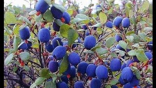 Размножение голубики