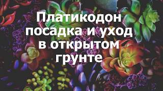 Платикодон посадка и уход в открытом грунте