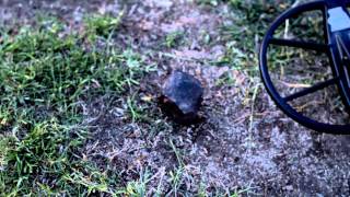 Nexus Standard MP Prototype vs Minelab CTX 3030 Test