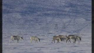 Чукотка, март 2013