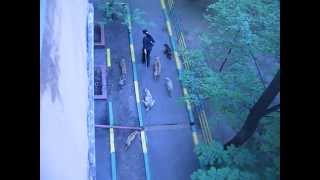 Питомник кадебо "Вирин Шоу"