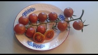 Вишня Черная