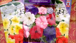 как посадить петунию в улитку