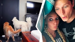 DOGS vs HUMANS: Hide and Seek
