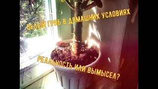 Выращивание Белых грибов в домашних условиях на даче и дома