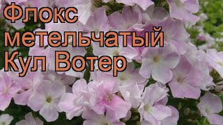 Флокс метельчатый Кул Вотер (phlox paniculata) ? обзор: как сажать, рассада флокса Кул Вотер